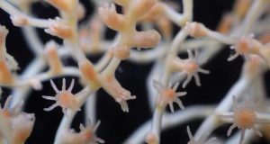 Scientists call for decade of concerted effort to enhance understanding of the deep seas