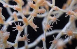 Scientists call for decade of concerted effort to enhance understanding of the deep seas Scientists call for decade of concerted effort to enhance understanding of the deep seas