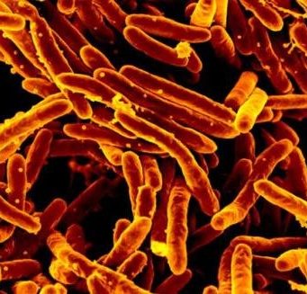 Scientists discover potential method to starve the bacteria that cause tuberculosis