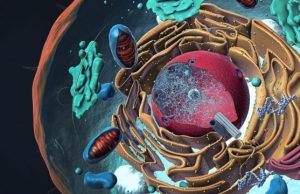 Scientists pioneer new method of measuring electricity in cells