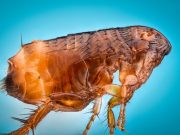 Study resolves the position of fleas on the tree of life