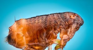 Study resolves the position of fleas on the tree of life