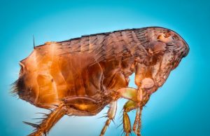 Study resolves the position of fleas on the tree of life Study resolves the position of fleas on the tree of life