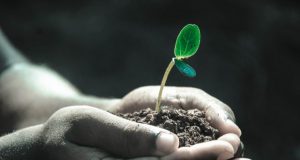 The greening of the Earth is approaching its limit