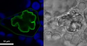 The liverwort oil body is formed by redirection of the secretory pathway