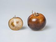 Tomatoes offer affordable source of Parkinsons disease drug