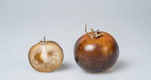 Tomatoes offer affordable source of Parkinsons disease drug