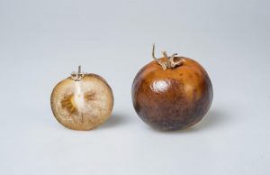 Tomatoes offer affordable source of Parkinson’s disease drug Tomatoes offer affordable source of Parkinsons disease drug