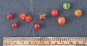 Tomatos wild ancestor is a genomic reservoir for plant breeders