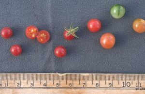 Tomato’s wild ancestor is a genomic reservoir for plant breeders Tomatos wild ancestor is a genomic reservoir for plant breeders