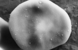 Tunable coating allows hitch-hiking nanoparticles to slip past the immune system to their target Tunable coating allows hitch hiking nanoparticles to slip past the immune system to their target