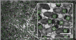 Unexpected similarity between honey bee and human social life