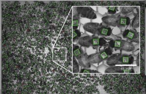 Unexpected similarity between honey bee and human social life Unexpected similarity between honey bee and human social life