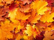 Which factors trigger leaf die off in autumn