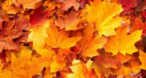 Which factors trigger leaf die off in autumn