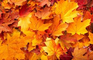 Which factors trigger leaf die off in autumn