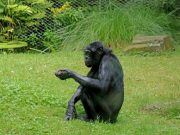 Whole genomes map pathways of chimpanzee and bonobo divergence