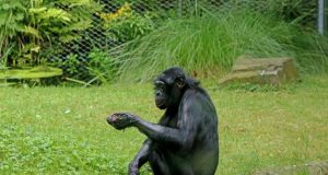 Whole genomes map pathways of chimpanzee and bonobo divergence