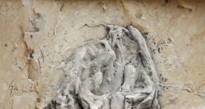 Worlds earliest python identified from 47 million year old fossil remains