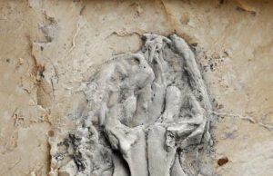 Worlds earliest python identified from 47 million year old fossil remains