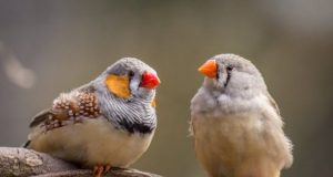 Zebra finches amazing at unmasking the bird behind the song