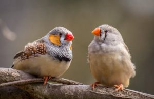 Zebra finches amazing at unmasking the bird behind the song Zebra finches amazing at unmasking the bird behind the song