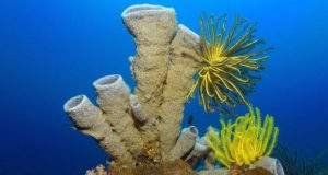 combjelly