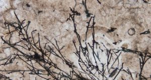 635 million year old fungi like microfossil that bailed us out of an ice age discovered