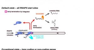 A guardian of the human transcriptome