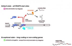 A guardian of the human transcriptome