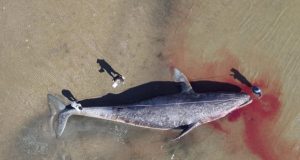 A large number of gray whales are starving and dying in the eastern North Pacific