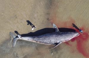 A large number of gray whales are starving and dying in the eastern North Pacific
