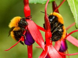 A quarter of known bee species havent appeared in public records since the 1990s