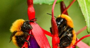 A quarter of known bee species havent appeared in public records since the 1990s