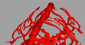 A single gene invented hemoglobin several times