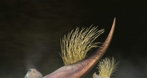 All purpose dinosaur opening reconstructed for first time