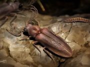 Amber encased fossil shines light on evolution of bioluminescent insects