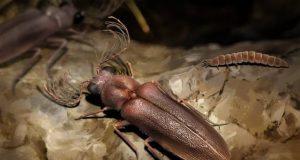 Amber encased fossil shines light on evolution of bioluminescent insects