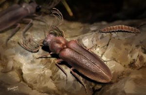 Amber encased fossil shines light on evolution of bioluminescent insects