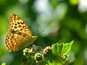 Butterflies create jet propulsion with a clap of their wings