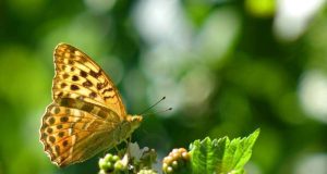 Butterflies create jet propulsion with a clap of their wings
