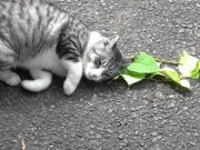Catnip leaves kitties feline groovy wards off mosquitoes
