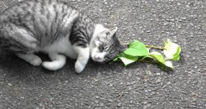 Catnip leaves kitties feline groovy wards off mosquitoes