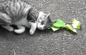 Catnip leaves kitties feline groovy wards off mosquitoes