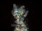 Cell biologists decipher signal that ensures no chromosome is left behind