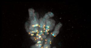 Cell biologists decipher signal that ensures no chromosome is left behind