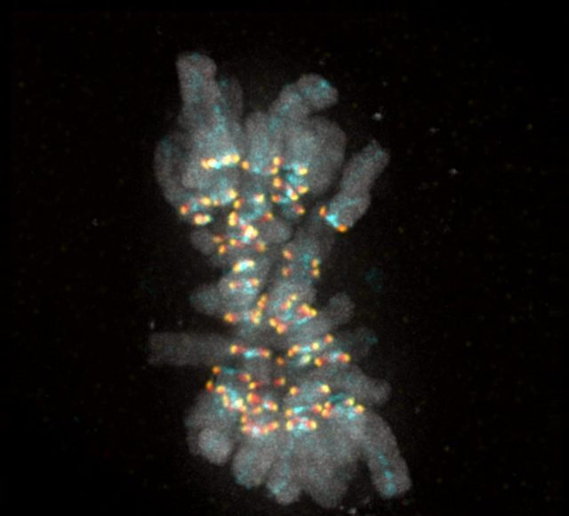 Cell biologists decipher signal that ensures no chromosome is left behind