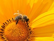 Common pesticides stop bees and flies from getting a good nights sleep