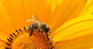 Common pesticides stop bees and flies from getting a good nights sleep