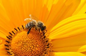 Common pesticides stop bees and flies from getting a good nights sleep